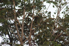 Pitangus sulphuratus