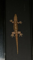 Hemidactylus garnotii
