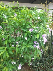 Brunfelsia pauciflora