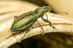 Naupactus