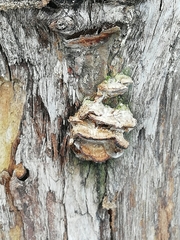 Coriolopsis gallica