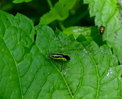 Poecilocapsus lineatus