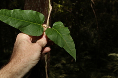 Leichhardtia longiloba