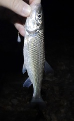 Semotilus corporalis