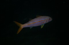 Mulloidichthys dentatus