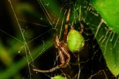 Araneus lathyrinus