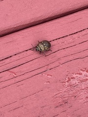 Orsilochides guttata