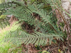 Polystichum vestitum