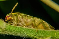 Panchlora