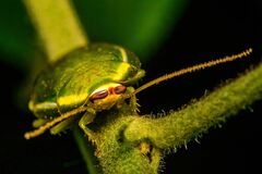 Panchlora