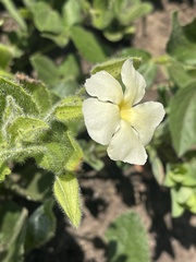 Thunbergia atriplicifolia
