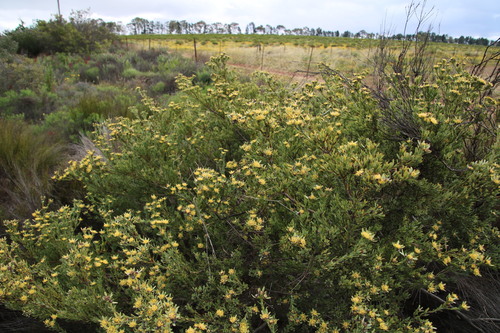 Image of Nieuwoudtville Conebush (Leucadendron remotum) by (c) Tony Rebelo, some rights reserved (CC BY-SA)