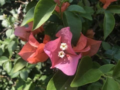 Bougainvillea glabra