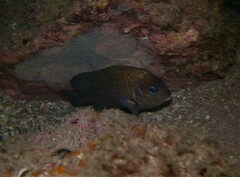 Stegastes acapulcoensis