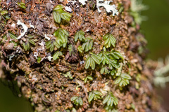 Hymenophyllum