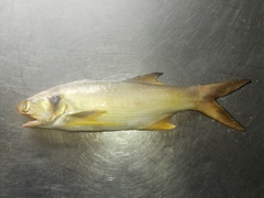 Polydactylus opercularis