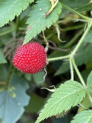 Rubus rosifolius