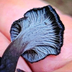 Craterellus venosus
