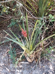 Aechmea distichantha