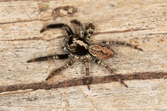 Asaphobelis physonychus