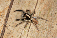 Asaphobelis physonychus
