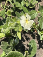 Thunbergia atriplicifolia