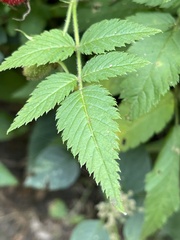 Rubus rosifolius