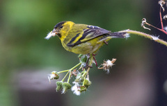 Spinus barbatus
