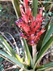 Aechmea distichantha