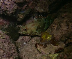 Epinephelus labriformis