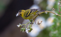 Spinus barbatus