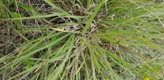 Panicum