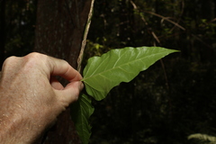 Leichhardtia longiloba