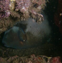 Pseudobalistes naufragium