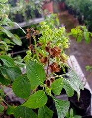 Ocimum