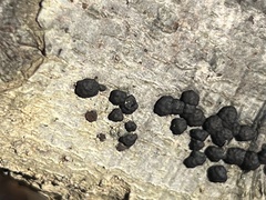 Hypoxylaceae