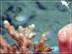 Pomacentrus aurifrons