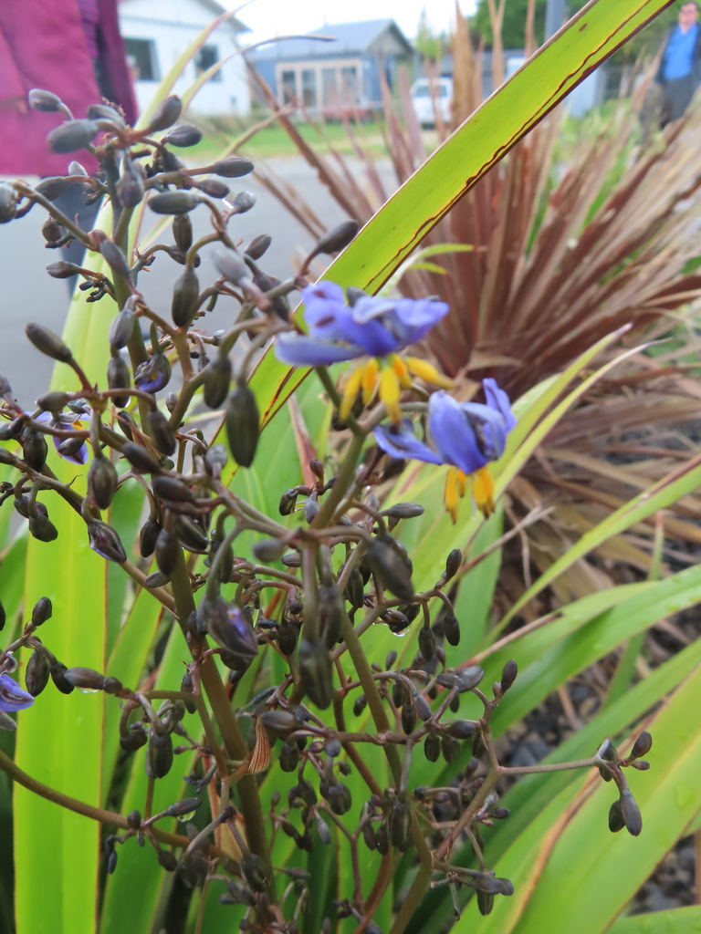 flaxlilies from Springfield, New Zealand on November 14, 2022 at 0808