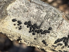 Hypoxylaceae