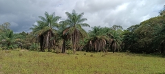 Arecaceae