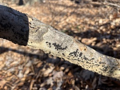 Hypoxylaceae