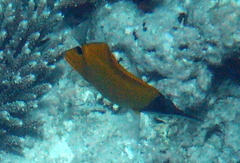 Forcipiger flavissimus