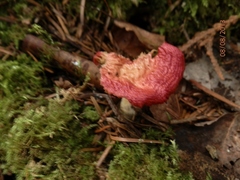 Russula risigallina