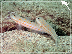 Valenciennea puellaris