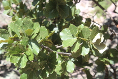 Quercus aerea