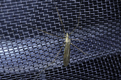Limoniidae