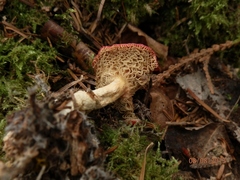 Russula risigallina