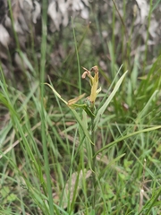 Pterostylis melagramma