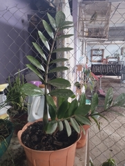 Zamioculcas