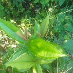 Miconia subcrustulata